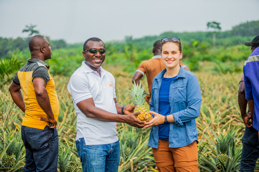 Mavuno Harvest Pineapple Farmers