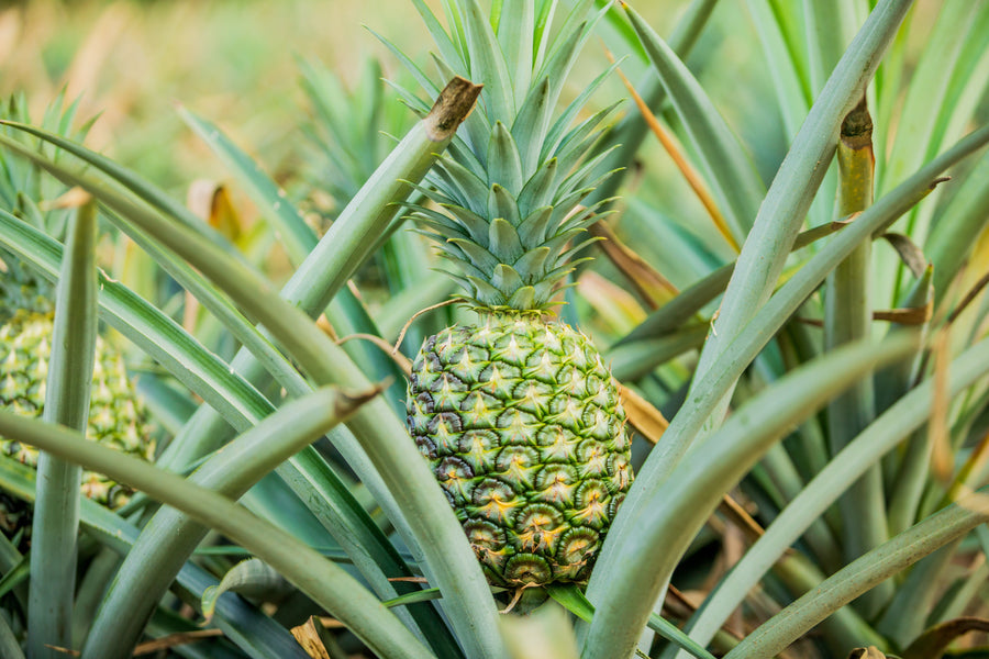 What's the difference between organic certification and non-GMO verification?