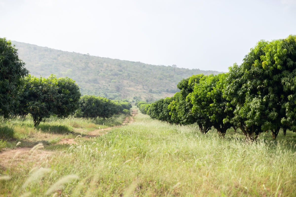 Mango Farm