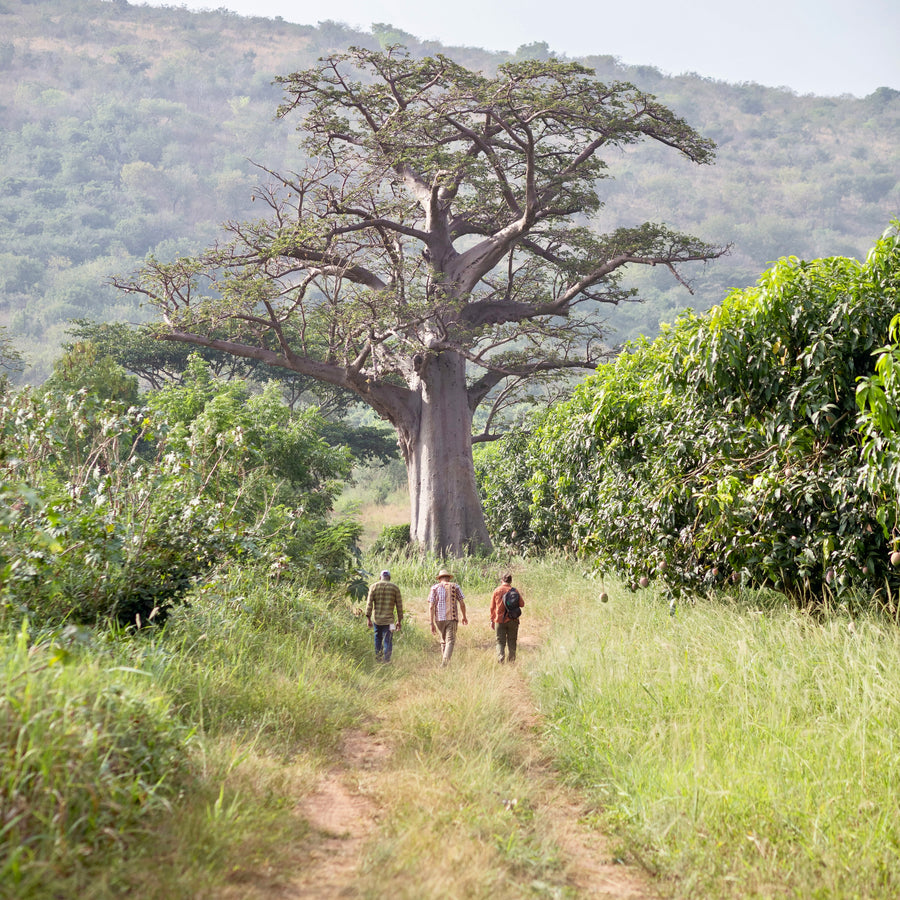 Discovering Africa: Ghana and the Ivory Coast