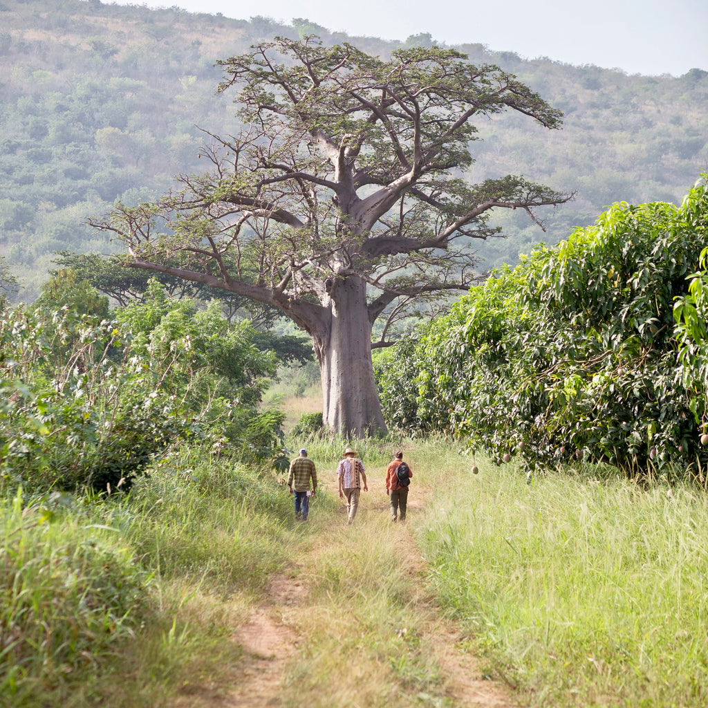 Discovering Africa: Ghana and the Ivory Coast