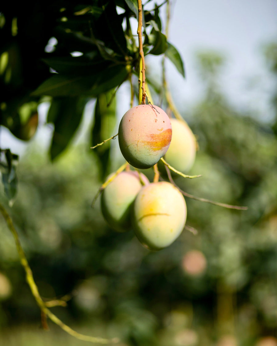 What Does USDA Organic Mean for Dried Fruit?