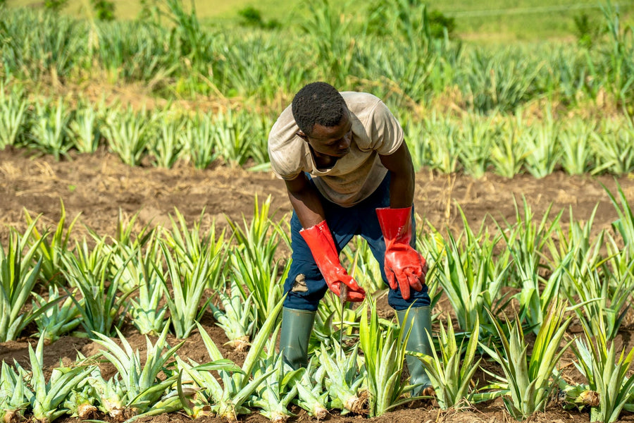 Why Africa Matters to Mavuno Harvest’s Sourcing Story
