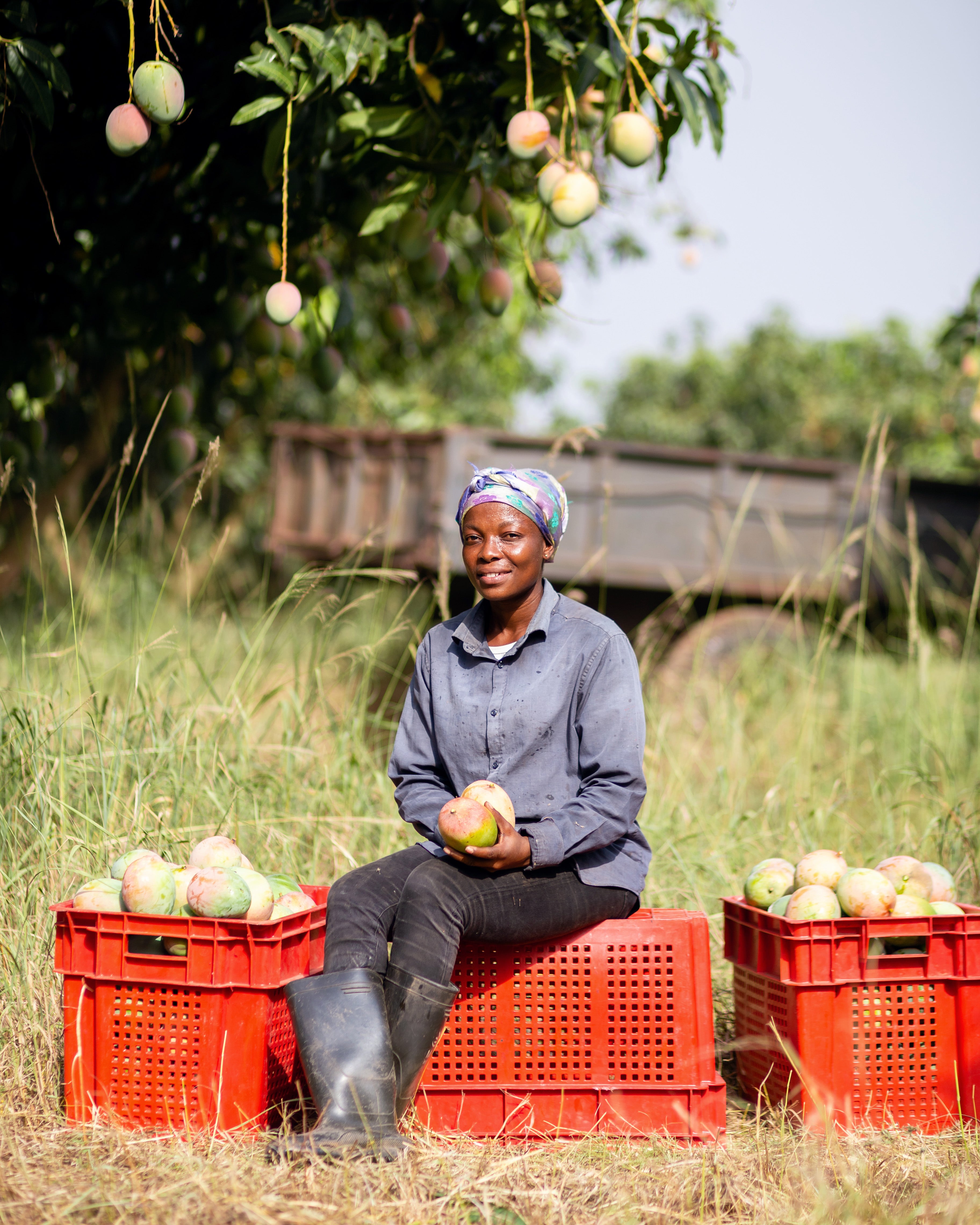 Mango farming in Ghana