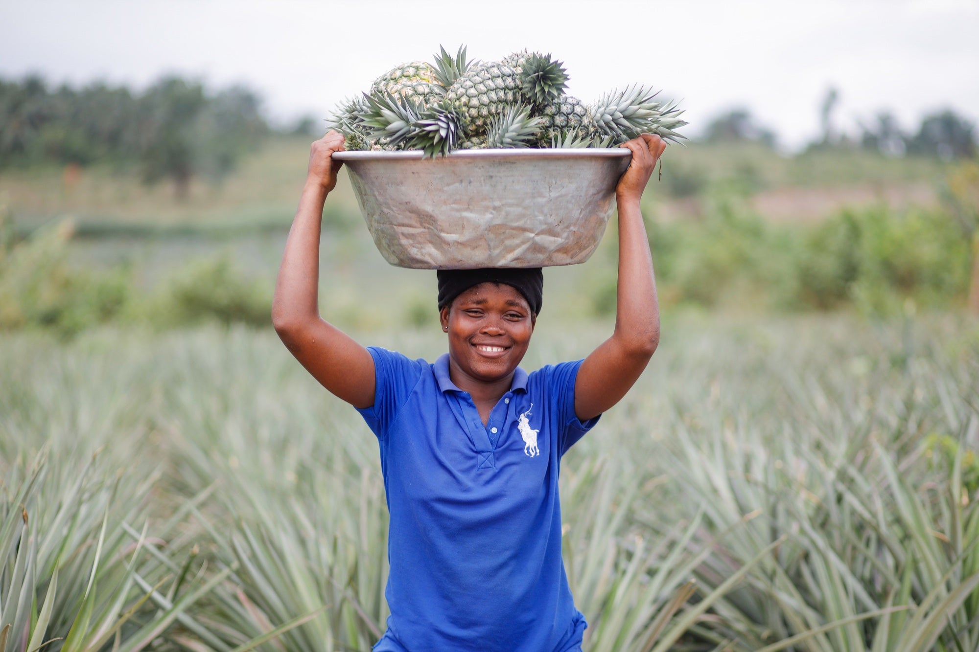 Pineapples carried through a field after harvest