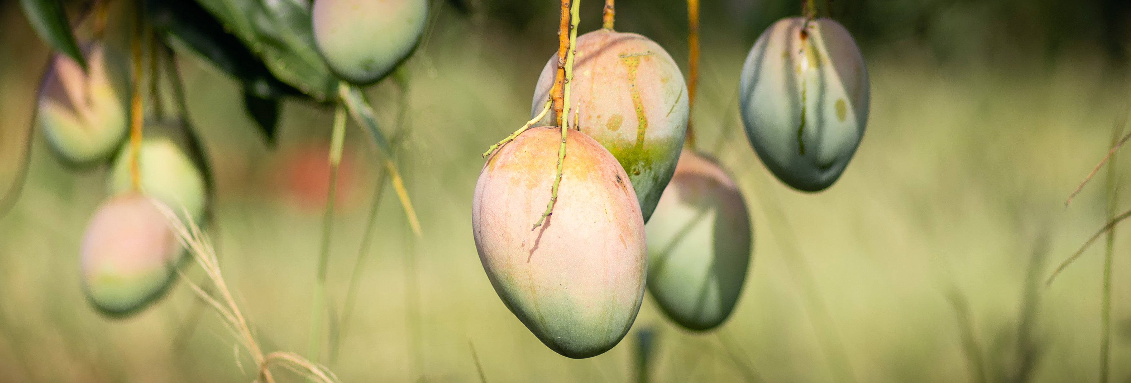 Mango fruit growing on a tree