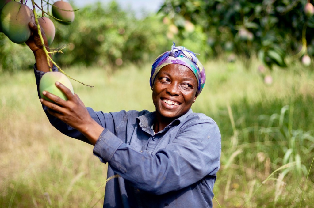 Farmer picking Mango from tree