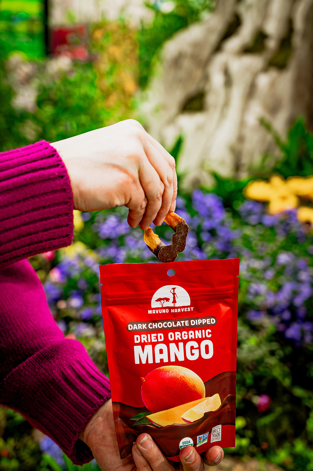 A hand lifts a chocolate-dipped mango piece above a Mavuno bag outdoors